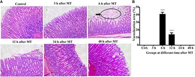 Effects of Non-directional Mechanical Trauma on Gastrointestinal Tract Injury in Rats